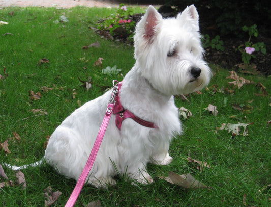 Metallic Leather Leads to Match ORIGINAL ChokeFree™ Metallic Leather Harnesses
