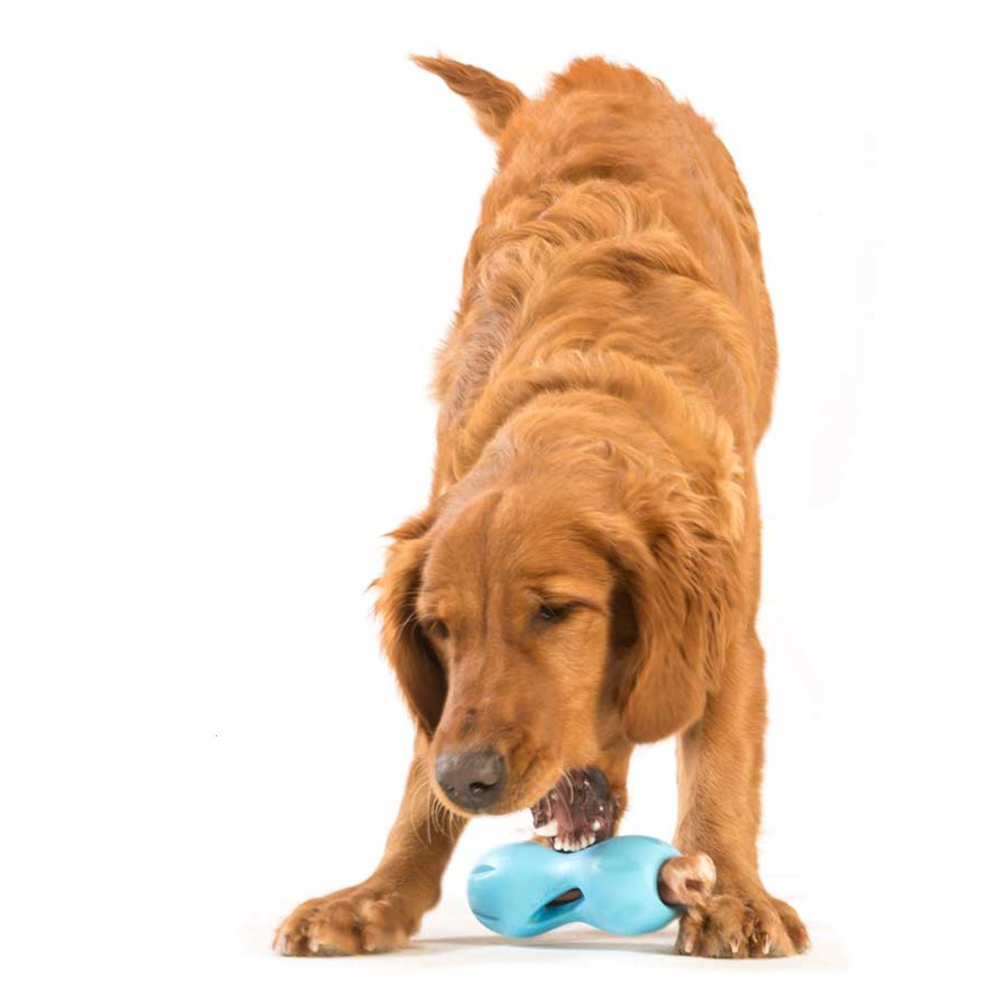 Active Chewers Puzzle Treat and Chew Toys!