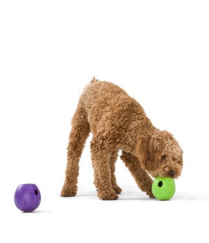 Active Chewers Puzzle Treat and Chew Toys!